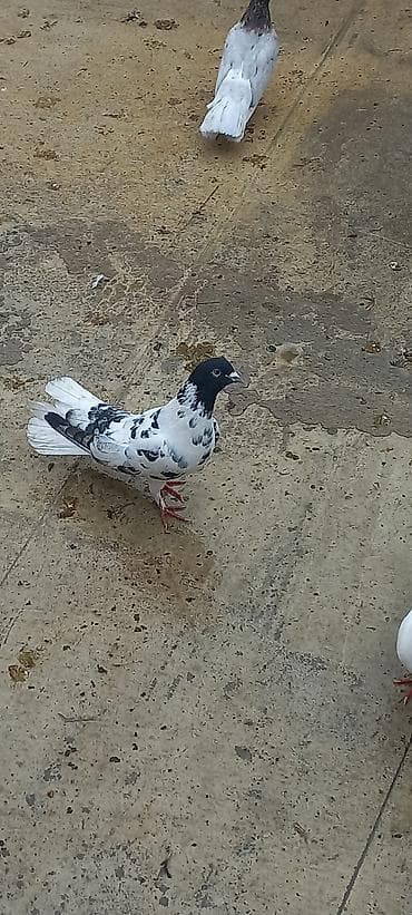 sahin qusu: Qara baş erkeydi — 2