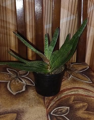 Sukkulent bitki – Haworthia limifolia (oxşar növ). Kiçik qara saksıda