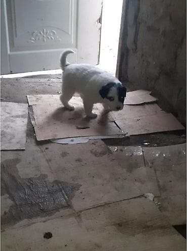 etlik cuce satisi: Qafqaz çoban iti, Dişi — 8