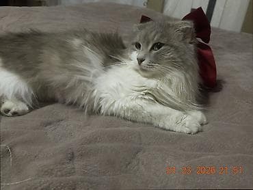 pulcuqlu heyvanlar: Yaxşı əllərə — 2