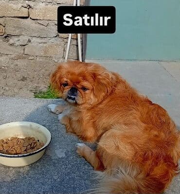 Digər heyvanlar: Pekines — 1