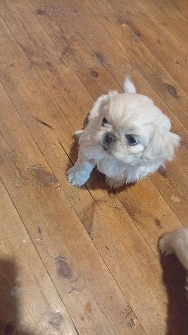 kangal balasi satilir: Pekines, 2 ay, Erkek, Ünvandan götürmə — 3