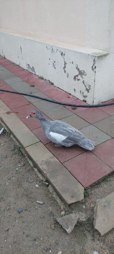 Audi: Temiz qan lavada ordey balaları datilir — 2