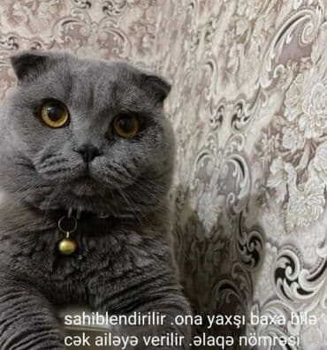 balaca pişikler: Siam, Dişi — 13