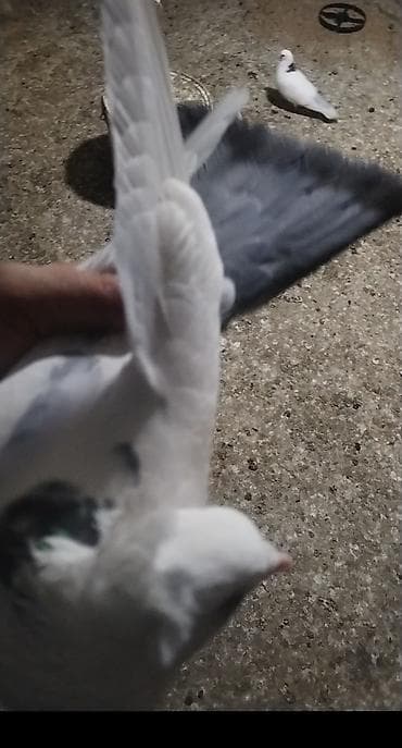 Erkey desde goy quyrug kekilidi mayada ortada bir tuk ağ var bor erkey