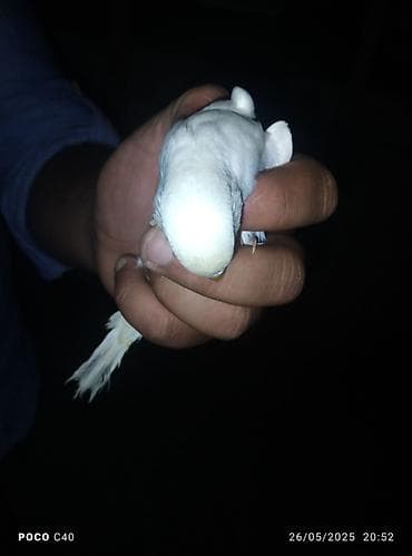 Ağ rəngli, balaca tutuquşu satılır. Evdə saxlamaq üçün idealdır