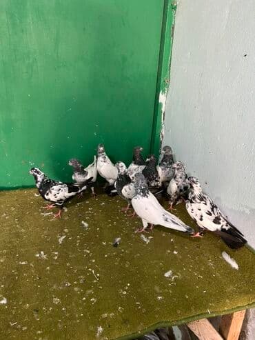 goyərcin yuvaları: Temz pakistanlar — 2