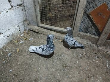 Növbətçi göyərçin cütü – boz-ağ çalarlı, qara ləkəli “mərmər” rəngdə