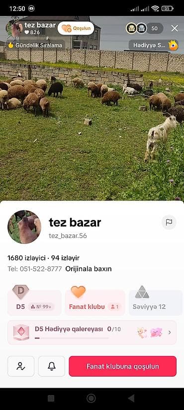 yerli keciler: Qoyun ailəsi – ana qoyun və iki quzu - Növ: yerli qoyun (ana) və iki — 8