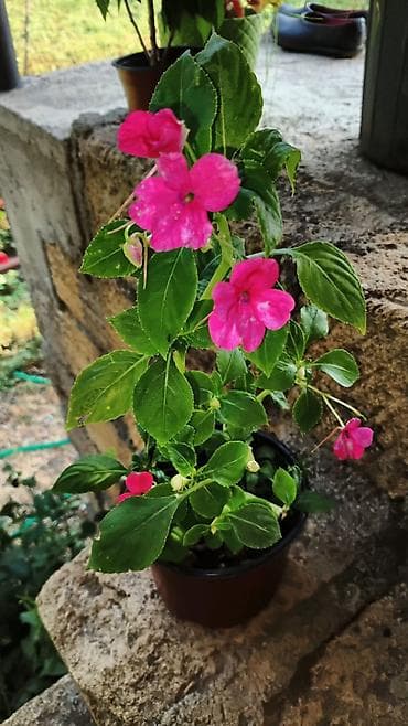 роза гул: Saksıda “Impatiens” (balzam/yenibahar) dekorativ çiçək bitkisi - Növ — 4