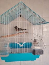 dovşan satışı: Çöl bülbülü satilir 2 eded Qəfəs qarışıg 25man — 1