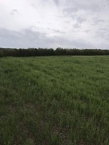 qubada ucuz evler: 130 sot, Kənd təsərrüfatı, Mülkiyyətçi, Kupça (Çıxarış) — 2