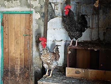 xoruz satisi: - Fotoşəkillərdə real nümunələr verilib; müxtəlif rəng və ölçülərdə — 1