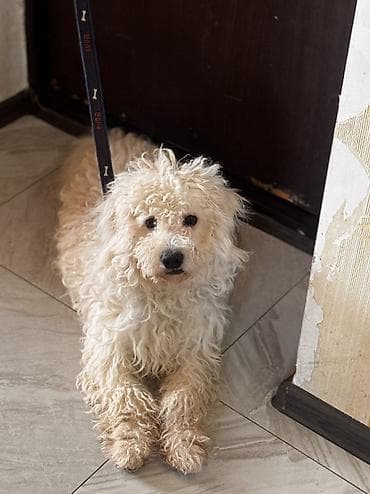 it magazasi: Bişon Frize, 7 ay, Erkek, Ünvandan götürmə — 2