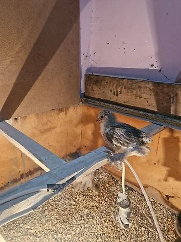 cuce dami: Toyuq cücələri, Damazlıq — 4