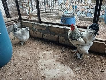 Gəmiricilər: Brahma “Light” cinsli toyuq və xoruz cütü - Nadir, dekorativ görünüş — 2