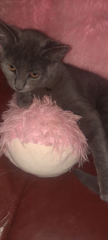 pişikli oýunlar: Boz rəngli ev pişiyi - Qısa, sıx və parlaq tük örtüyü, yeknəsəq boz — 2