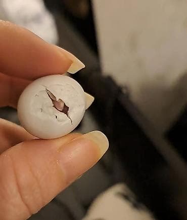 qus satisi: Mayali qirmizigoz lutino yumurtasi satilir balalar balaca oldugu ucun — 1
