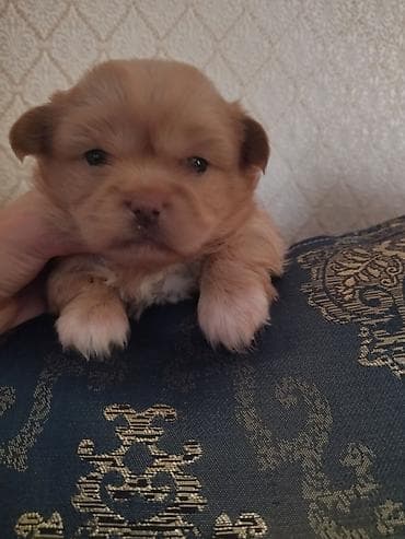 Təmiz pekines balası satılır bir aylıq baladi tam sağlam heç bir