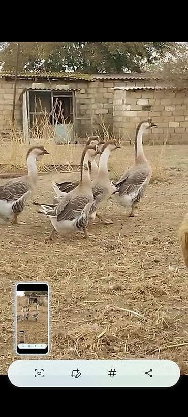 qazlar: Satılır: 15 yumurtasi Afrikan qazi qara dimdik - Uzun, incə boyunlu — 4