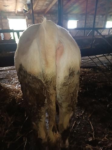 dişi it adları: Heyvan inəyin balasıdır öz qapı malımdır yemində içməsində problem — 2