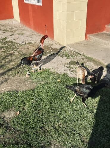 Digər qida məhsulları: Heyratı yumurtaları satılır Məhsul: Təbii kənd yumurtası Təsvir: - — 3