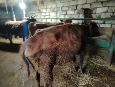 lal ordək yumurtası: Dana, buzov, Dişi, Holsteyn, ay: 1, 560 kq, Ətlik — 10