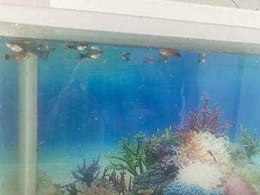 Akvariumlar: Dördbucaq akvarium, Balıqlarla birlikdə, 15 l, Ünvandan götürmə — 4