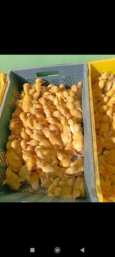 satılık dana saray: 1 həfdəlik ördək balası tam sağlamldilar köçlə əlaqədar olaraq satılır — 3