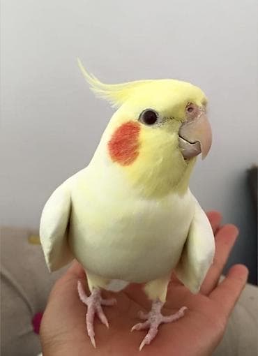 it bazari bakida: 🦜 Salam! Hazır əl quşlarımız mövcuddur 🗣️ Danışdirmaq üçün Sultan — 5