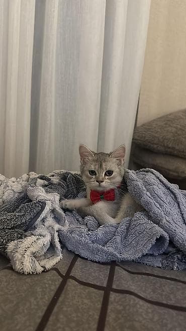 Akvariumlar: Şinşilla, Dişi, Yaxşı əllərə, Ünvandan götürmə — 7