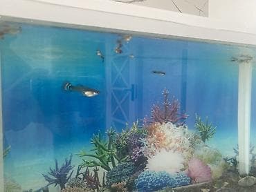 akvariyum: Dördbucaq akvarium, Balıqlarla birlikdə, 20 l, Ünvandan götürmə, Ödənişli çatdırılma — 5