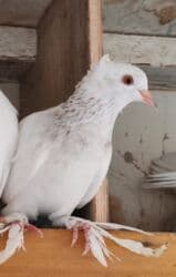 xacmaz heyvan bazari: Dekorativ göyərçin 15 AZN — 1