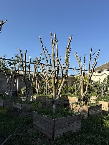 polad ağacı: Bonsai üslubunda formalaşdırılmış zeytun ağacları - Bitki: Olea — 6