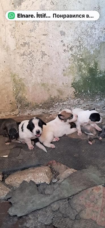 dog: 2 ay, Peyvəndli — 1
