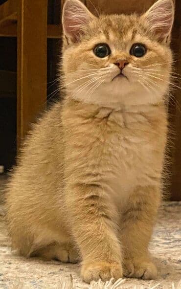 британская шиншилла баку: Британская, Самка, Самовывоз — 4