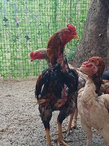 naxcivan heyvan elanlari: Oh wamo xoruzu temiz oh wamo alman qan deyiwmey isdeyirem deye ozine — 5