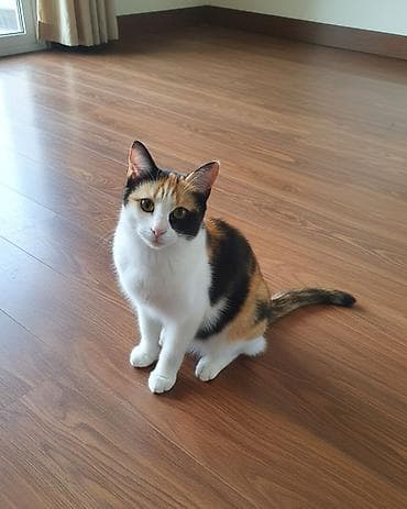 Dişi, Yaxşı əllərə lalafo.az -da Dişi, Yaxşı əllərə