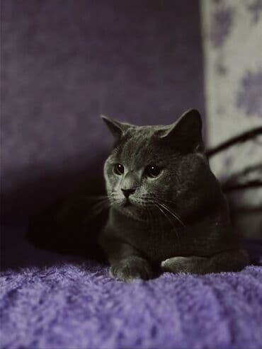 pişik satışları: Britan, Erkək, Cütləşmə üçün, Ünvandan götürmə — 1