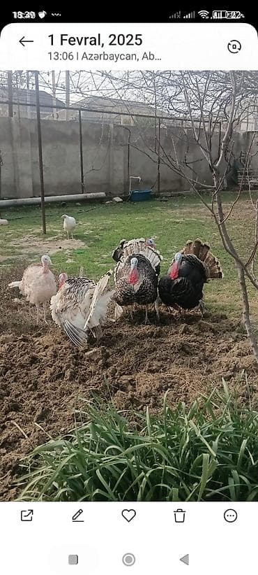 Məhsul: Hind toyuqları (papaqlı hinduşkalar) Təsvir: - Şəxsi həyətdə