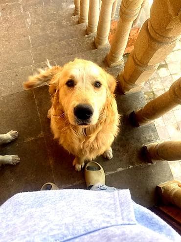 golden it qiymeti: Retriever, 2 il, Erkek, Peyvəndli, Pulsuz çatdırılma — 3