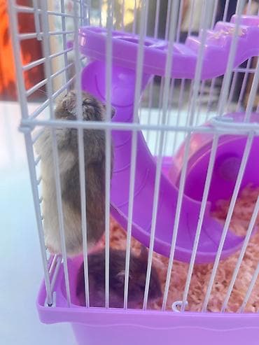 qefəs: Cırtdan hamsterlər üçün komplekt qəfəs dəsti - Rəng: bənövşəyi — 3