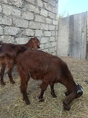 çəpiş əti: Erkek dişi hələblər dişi 1 ci qarına bogazdı — 1