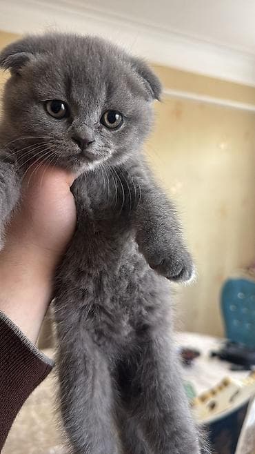 pişik sekilleri: Şinşilla, Dişi — 2