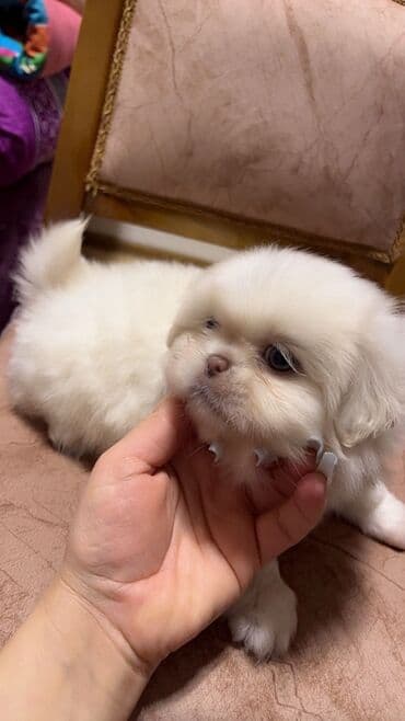 İtlər: Pekines — 2
