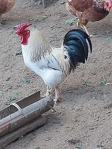 karella quşu: Xoruz tam saglamdi her biri 20azn Çatdirilma biləcəri yeni avtovagzal — 2