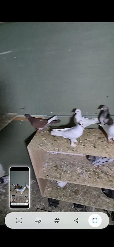 arpa bugda satisi: Salam olsun hər kəsə 6dənə tutulma heyvanlardı 6sı 70 manat ünvan bakı — 5