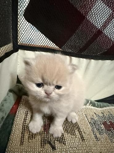 papuqay sesi: Fars, Yaxşı əllərə — 6