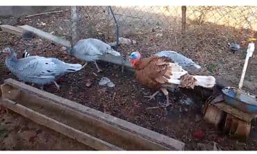 qaşqaldaq quşu: Hinduşka yumurtaları Satılır.Gümüşü/boz rəngli dişi hinduşkalar və — 5