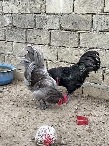 coban iti satilir: Məhsul: Safqan xoruzlar Təsvir: - Şəkillərdə müxtəlif rəngli, iri — 4